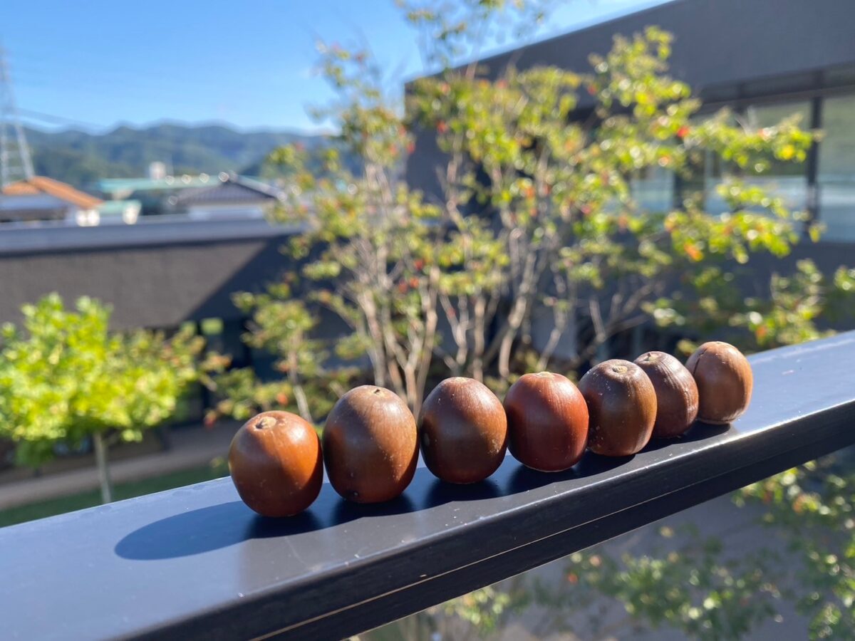 ♡どんぐり様ご確認♡ どんぐりゴマ - YouTube